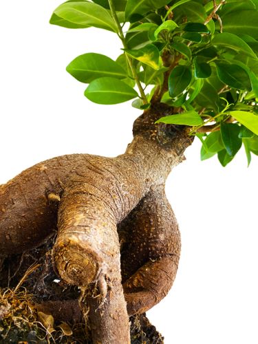 Bonsai Fikus Microcarpa GINSENG 45 cm na Arena.pl
