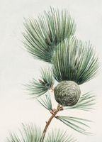 Plakat 13x18cm Gayo Matsu Pine, Morikaga Japoński Vintage