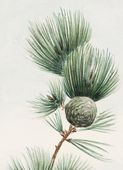 Plakat 13x18cm Gayo Matsu Pine, Morikaga Japoński Vintage
