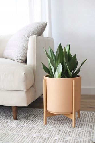 Sansewieria MOONSHINE Sansevieria WĘŻOWNICA na Arena.pl