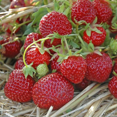SADZONKI TRUSKAWEK TRUSKAWKA TRUSKAWKI DONICZKOWANA HONEOYE wczesna na Arena.pl
