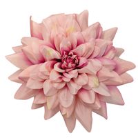 Dalia wyr. duża różowa