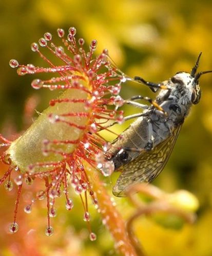 Torf KWAŚNY OGRODNICZY PLANTA DO ROŚLIN KWASOLUBNYCH BORÓWEK 3,0-4,0 na Arena.pl