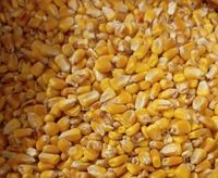 Kukurydza ziarno, pasza, karma 20kg