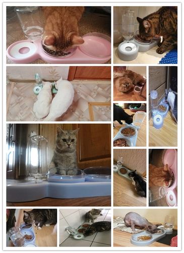 PODWÓJNA NIEBIESKA MISKA Z DOZOWNIKIEM WODY DLA PSA KOTA BIDON POIDEŁKO na Arena.pl