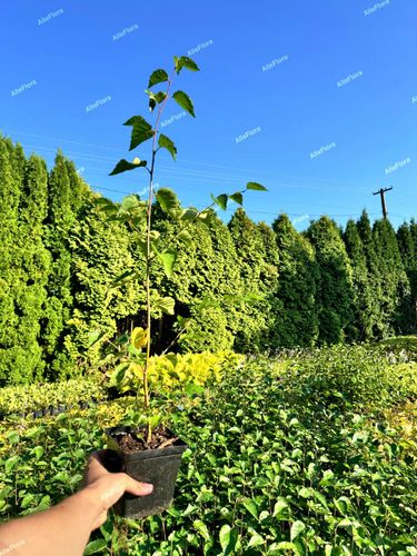 Brzoza pożyteczna 'Doorenbos' Biała kora 40-60cm (Betula utilis) P13 na Arena.pl