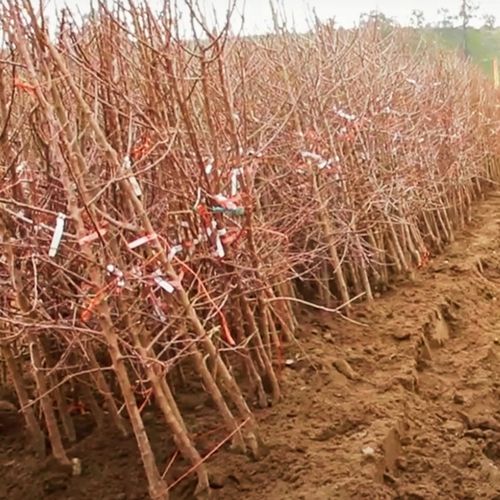 JABŁOŃ LOBO Jabłoń jak legenda – każdy o niej słyszał, ale nieliczni na Arena.pl