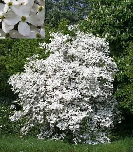 DEREŃ CHIŃSKI - sadzonki 30 / 50 cm na Arena.pl