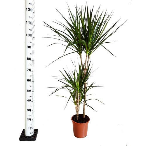 DRACENA MARGINATA 125 cm na Arena.pl