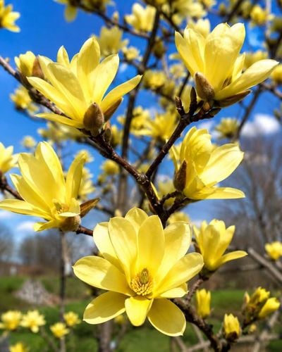 Magnolia Żółta Yellow Bird w Doniczce 3L do Ogrodu na Arena.pl