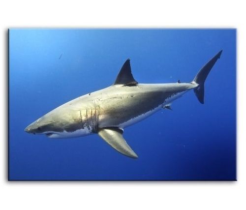 Obraz 60x90cm SHARK malowany ręcznie na Arena.pl