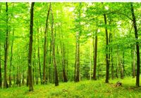 Fototapeta 3D las drzewa krajobraz 390x280 FLIZ