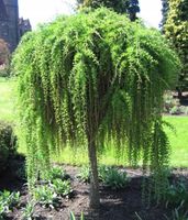 MODRZEW szczepiony  na pniu zwisający - sadzonki 140 / 160 cm