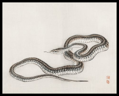 Plakat 50x40cm Snake, Kōno Bairei na Arena.pl
