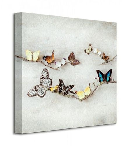 Array Of Butterflies - Motyle - Obraz na płótnie 40x40 cm na Arena.pl