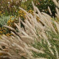 Rozplenica japońska CASSIAN Piórkówka Wysokość do 1m Sadzonki doniczka C2