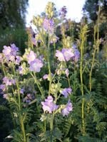 product-compare-51657476