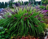 TRAWA ROZPLENICA Black Beauty - sadzonki 40 / 60 cm