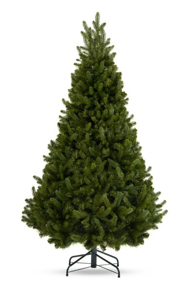 Choinka Jodła Szlachetna 220m zdjęcie 4