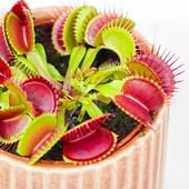 Dionaea Muscipula MUCHOŁÓWKA Roślina Owadożerna Naturalna PUŁAPKA NA OWADY