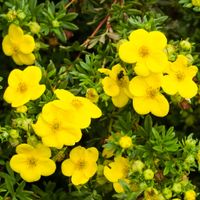 Pięciornik krzewiasty GOLDFINGER Żółty Niski Do 1 metra Roślina okrywowa