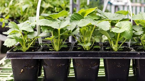 WIELODONICZKA DO SIEWU DONICZKA DO WYSIEWU ROZSAD TACA PODSTAWKA 40szt na Arena.pl