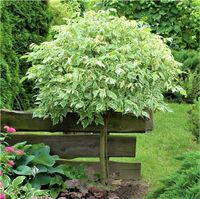 KLON kulisty jesionolistny zielony biały szczepiony - sadzonki 170 / 190 CM