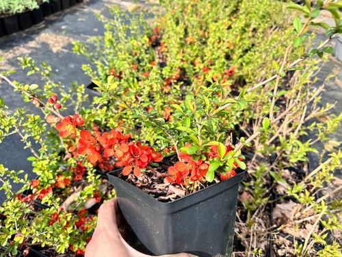 Pigwowiec pośredni 'Clementine' Pomarańczowe kwiaty (Chaenomeles superba) na Arena.pl