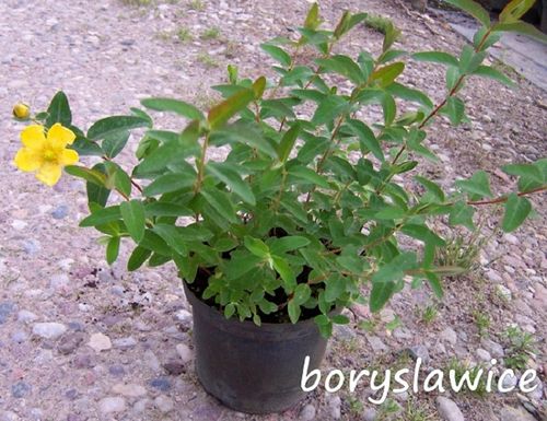 Dziurawiec ozdobny 'Hidcote' (Hypericum) w doniczkach P9, wysokość 20-30 cm na Arena.pl