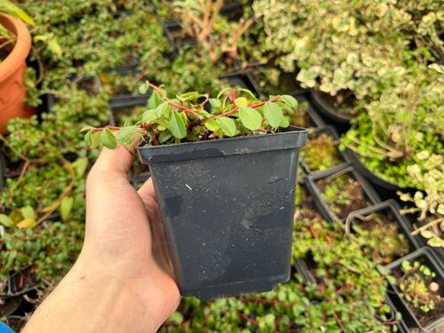 Irga płożąca Dammera 'Mooncreeper' (Cotoneaster dammeri) Doniczka 1.0L na Arena.pl