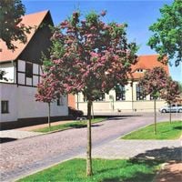 GŁÓG PAUL SCARLET szczepiony na pniu - sadzonki 120 / 140 cm