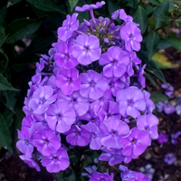 Floks wiechowaty 'Purple White' (Phlox paniculata) Płomyk Fioletowy