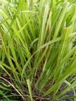 Turówka wonna żubrówka aromatyczna trawa