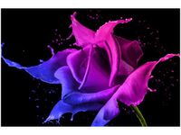 120CM 80CM OBRAZ ŚCIENNY RÓŻA FARB JAKUB BANAŚ