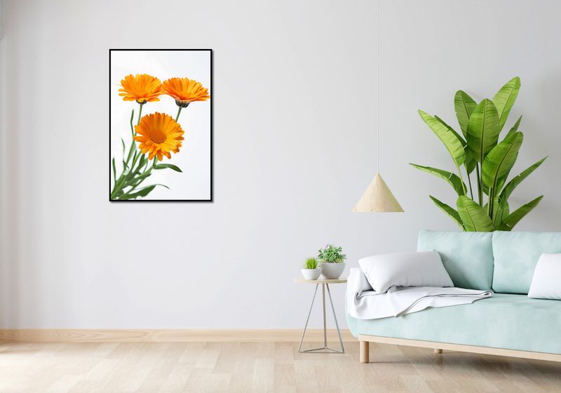 Plakat 61x90,5cm Słoneczne Kalendule zdjęcie 4