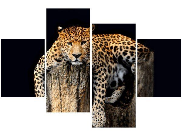 Obraz Dziki kot lampart zdjęcie 1