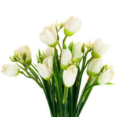 KROKUS BUKIET KROKUSÓW KROKUSY W TRAWIE BIAŁE na Arena.pl