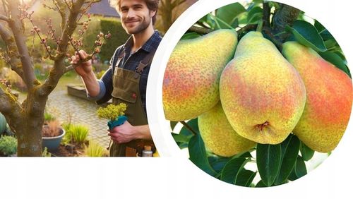 Grusza FAWORYTKA / KLAPSA słodka STARA ODMIANA klasyk sadzonka na Arena.pl