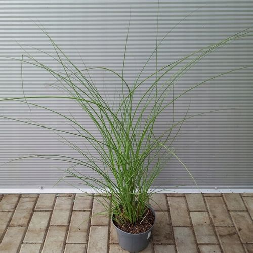 Miskant chiński GRACILLIMUS Brązowe piuropusze Duże sadzonki C3 na Arena.pl