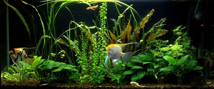 Świetlówka LED 5630 akwarium 90cm I SLIM zdjęcie 7