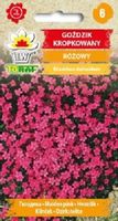 Goździk kropkowany różowy nasiona 0,3 g.