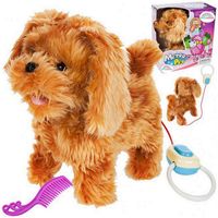 PIESEK PUDEL INTERAKTYWNY NA SMYCZY CHODZI SZCZEKA CHODZĄCY NA SMYCZY PIES