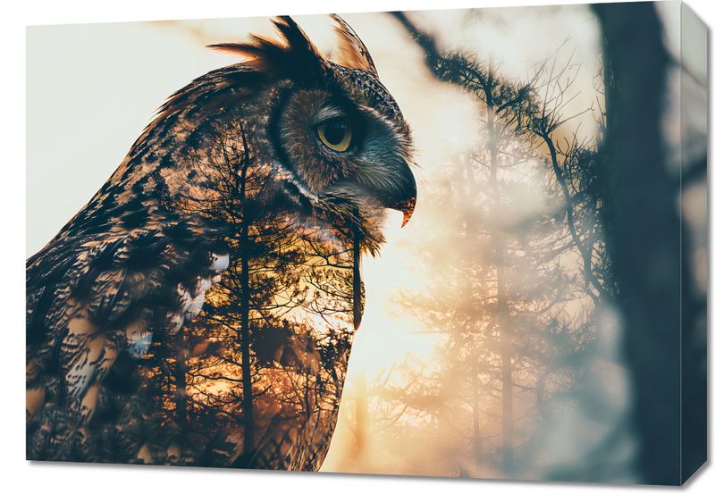 Obraz 70x50cm Sowi Duch zdjęcie 1