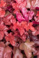 Żurawka mieszańcowa World Caffé™ Vienna - Hauchera x hybrida