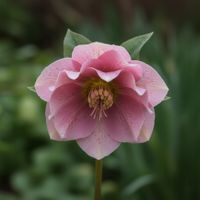 CIEMIERNIK DOUBLE ELLEN PINK RÓŻA PUSTYNI ZIMOWY OGRÓD SADZONKA