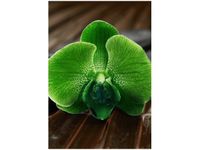 100 70CM OBRAZ PŁÓTNO LIMONKOWY STORCZYK PŁÓTNO RAMA