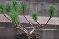 Kosodrzewina - Pinus mugo var. pumilio 0003