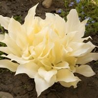 Funkia Hosta 'White Feather' W DONICZCE 2.0L Białe liście