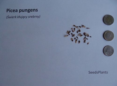 ŚWIERK KŁUJĄCY SREBRNY Picea pungens- NASIONA 2000 sztuk - 10g. na Arena.pl