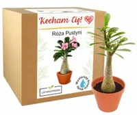 Prezent na Walentynki dla niej Róża Pustyni wieczna róża dla dziewczyny